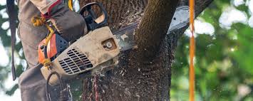 Best Arborist Consultation Services  in Pinckney, MI