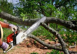 Best Tree Cabling and Bracing  in Pinckney, MI