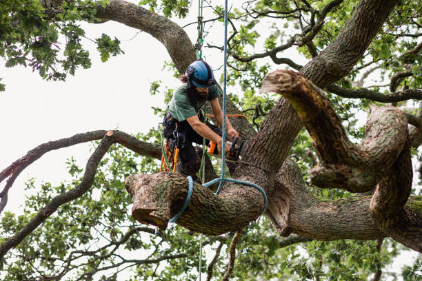 Best Root Management and Removal  in Pinckney, MI