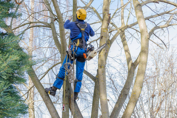 Best Tree Preservation Services  in Pinckney, MI