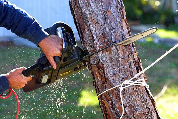 Best Tree Removal  in Pinckney, MI