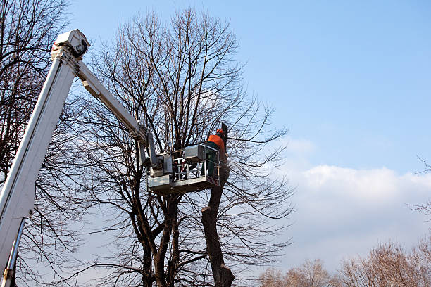 Best Tree Mulching  in Pinckney, MI