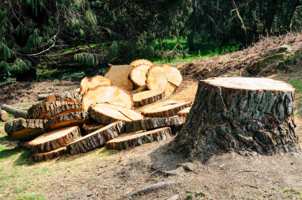 Best Hazardous Tree Removal  in Pinckney, MI